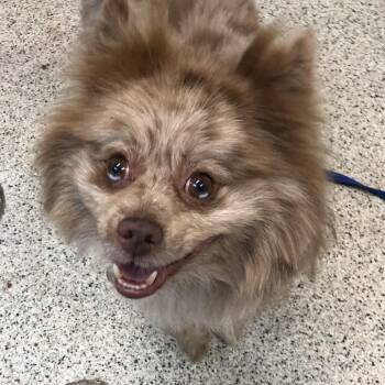 BowWow -  Pomeranian Dog for Adoption in Oak Park, Illinois - BowWow | PetCurious
