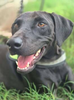 Goose -  Labrador Retriever Dog for Adoption in VERNON ROCKVL, Connecticut - Goose | PetCurious
