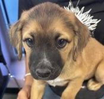 Shepherd Dogs Available for Adoption in Thompson Falls, Montana - Chopper | PetCurious