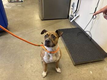 LADY -  Pit Bull Terrier Dog for Adoption in Ontario, California - LADY | PetCurious