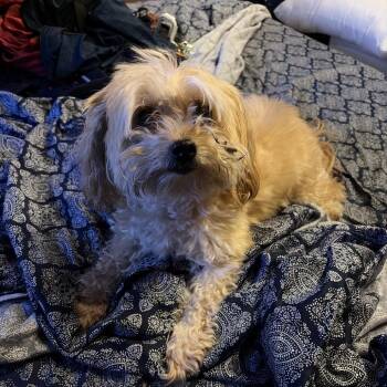 Toffee -  Mixed Breed Dog for Adoption in West Palm Beach, Florida - Toffee | PetCurious