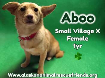 Mixed Breed Dogs Available for Adoption - Aboo | PetCurious