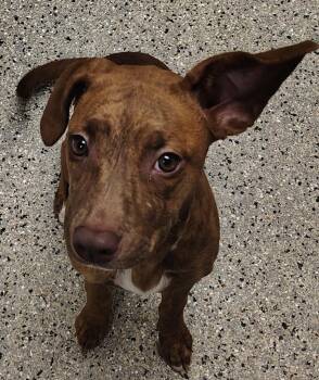 Lexus -  Redbone Coonhound and Mixed Breed Dog for Adoption in Saint Clairsville, Ohio - Lexus | PetCurious