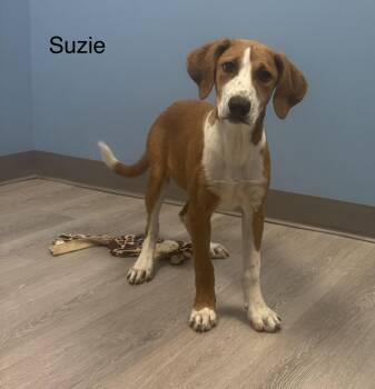 Suzie -  Coonhound Dog for Adoption in Ulster, Pennsylvania - Suzie | PetCurious