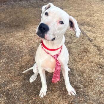 Pit Bull Terrier and Boxer Dogs Available for Adoption in Parker, Colorado - 487 (2026) Oogie Boogie | PetCurious