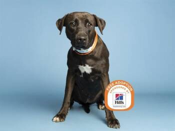 HARMONY -  Pit Bull Terrier and German Shepherd Dog Dog for Adoption in Phoenix, Arizona - HARMONY | PetCurious