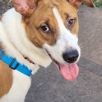 Jack Russell Terrier Dogs Available for Adoption in Benton, Pennsylvania - Snoopy | PetCurious