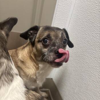 Earl -  Chihuahua Dog for Adoption in Tulsa, Oklahoma - Earl | PetCurious