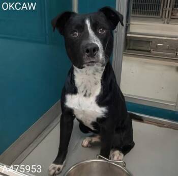 STONEY -  Border Collie and Mixed Breed Dog for Adoption in Oklahoma City, Oklahoma - STONEY | PetCurious