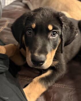 Moose -  Rottweiler Dog for Adoption in Fresno, California - Moose | PetCurious