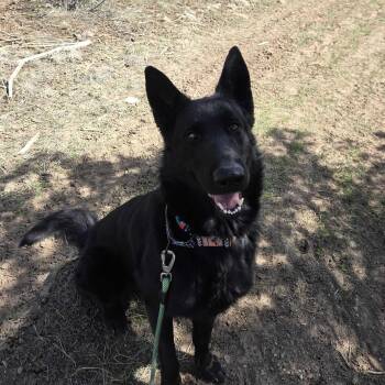 German Shepherd Dog Dogs Available for Adoption - Padfoot | PetCurious