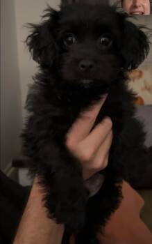 Lucas -  Poodle Dog for Adoption in York, South Carolina - Lucas | PetCurious