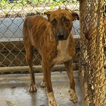 Mixed Breed Dogs Available for Adoption in Volcano, Hawaii - COH-A-66954 | PetCurious