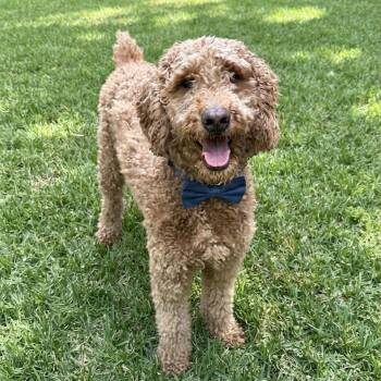 Ed Sheeran -  Standard Poodle and Golden Retriever Dog for Adoption in Las Vegas, Nevada - Ed Sheeran | PetCurious