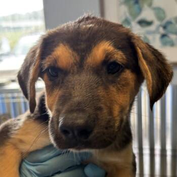 Mermaid-man -  Shepherd and Mixed Breed Dog for Adoption in Flagstaff, Arizona - Mermaid-man | PetCurious