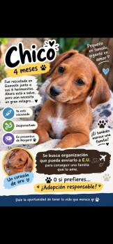 Chicho -  Labrador Retriever Dog for Adoption in New York, New York - Chicho | PetCurious