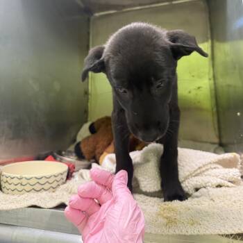 Tutti Fruitti -  Black Labrador Retriever and Mixed Breed Dog for Adoption in Austin, Texas - Tutti Fruitti | PetCurious