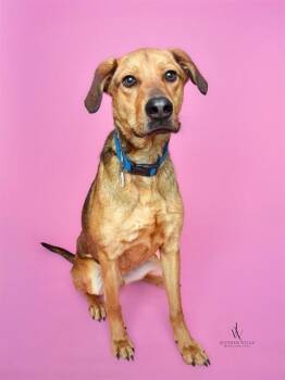 POLLO -  German Shepherd Dog and Labrador Retriever Dog for Adoption - POLLO | PetCurious