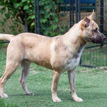 Giovani -  Mixed Breed Dog for Adoption in Cartersville, Georgia - Giovani | PetCurious