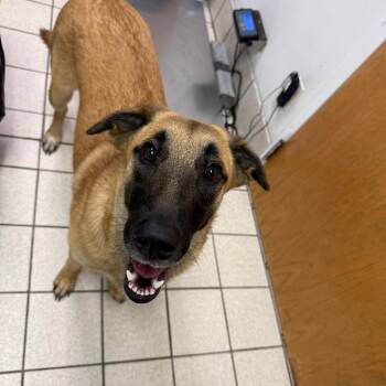 Lotus -  Mixed Breed Dog for Adoption in Charleston, West Virginia - Lotus | PetCurious