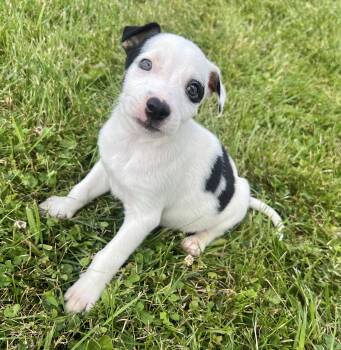 HARRY -  Hound Dog for Adoption in Belmont, New York - HARRY | PetCurious
