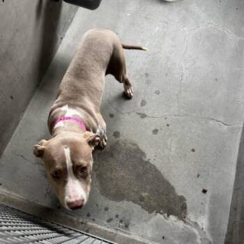 Star A2280803 -  Pit Bull Terrier Dog for Adoption in Los Angeles, California - Star A2280803 | PetCurious