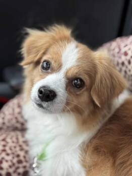 Rescue Cavalier King Charles Spaniel and Chihuahua Dogs for Adoption in Buffalo, New York - Bingo | PetCurious