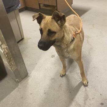 Rescue German Shepherd Dog and Mixed Breed Dogs for Adoption in Modesto, California - T-BONE | PetCurious