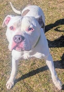 American Bulldog and Pit Bull Terrier Dogs Available for Adoption - FRED MARTIN | PetCurious