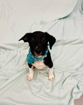 Rescue Mixed Breed Dogs for Adoption in Canal Winchester, Ohio - Hagrid | PetCurious