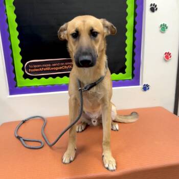 Ponta -  German Shepherd Dog and Mixed Breed Dog for Adoption in League City, Texas - Ponta | PetCurious