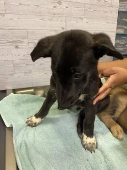 JASPER -  German Shepherd Dog Dog for Adoption in Modesto, California - JASPER | PetCurious