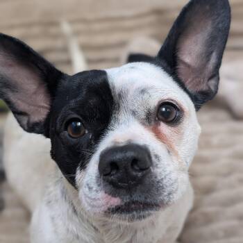 French Bulldog and Boston Terrier Dogs Available for Adoption in Mountain Center, California - Dice | PetCurious