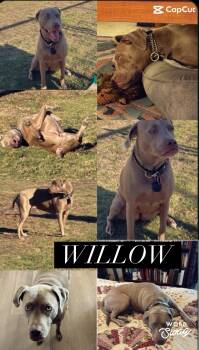 Willow -  Weimaraner and Labrador Retriever Dog for Adoption in New Braunfels, Texas - Willow | PetCurious