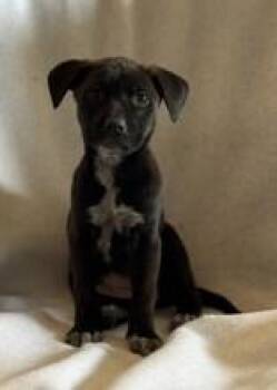 Shepherd and Mixed Breed Dogs Available for Adoption - Padme | PetCurious