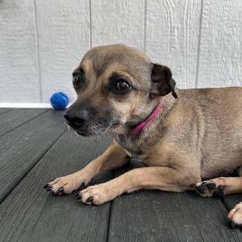 Chihuahua Dogs Available for Adoption - Amren | PetCurious