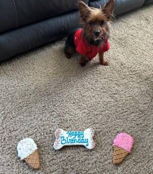 Mixed Breed Dogs Available for Adoption in Fairfax, Virginia - Hershey | PetCurious