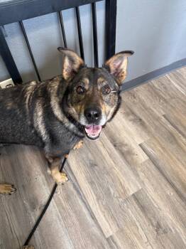 German Shepherd Dog and Mixed Breed Dogs Available for Adoption in Lagrange, Indiana - Shiloh | PetCurious