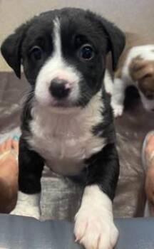 Tootsie -  Pit Bull Terrier and Mixed Breed Dog for Adoption in Honolulu, Hawaii - Tootsie | PetCurious