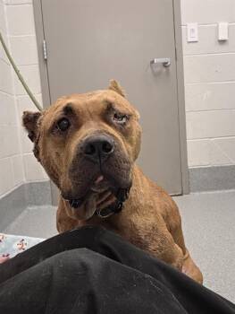 REBA -  Pit Bull Terrier and Mixed Breed Dog for Adoption in Indianapolis, Indiana - REBA | PetCurious