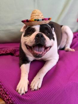 American Bulldog Dogs Available for Adoption - Stella | PetCurious
