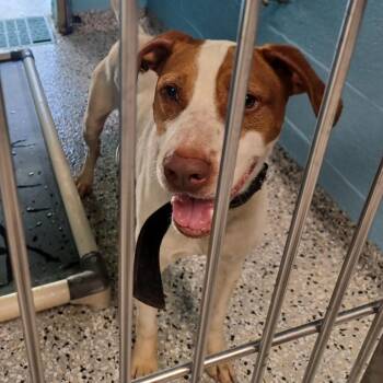 Sky -  Hound and Cattle Dog Dog for Adoption in Hattiesburg, Mississippi - Sky | PetCurious
