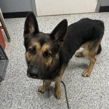 Christian -  German Shepherd Dog Dog for Adoption in Birmingham, Alabama - Christian | PetCurious