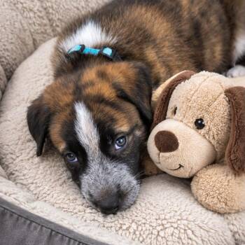 Ash -  Shepherd Dog for Adoption in Houston, Texas - Ash | PetCurious