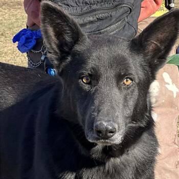 Loki -  Mixed Breed Dog for Adoption in Huntington, West Virginia - Loki | PetCurious