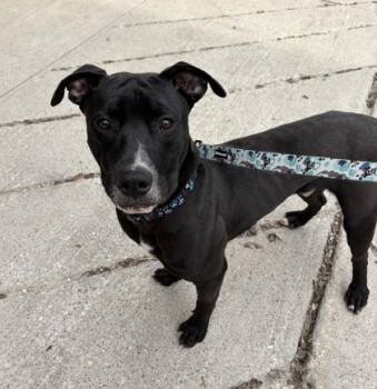 Mixed Breed Dogs Available for Adoption in Toronto, Ontario - Juan Jamon | PetCurious