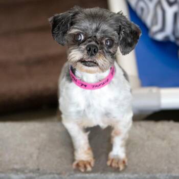 Shih Tzu Dogs Available for Adoption in Peyton, Colorado - Tanzie (AP26-79) | PetCurious