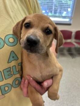 Ziggy -  Mixed Breed Dog for Adoption in Kansas City, Missouri - Ziggy | PetCurious
