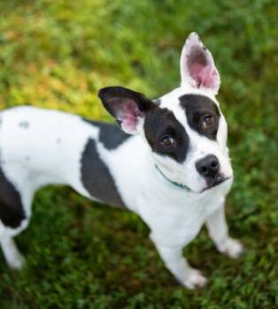 Beezy -  Harrier Dog for Adoption in Stratham, New Hampshire - Beezy | PetCurious
