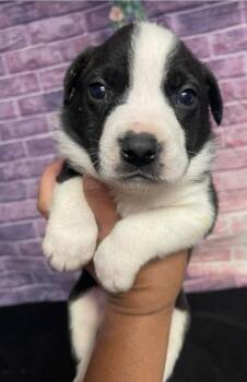 American Bulldog Dogs Available for Adoption in Sedalia, Colorado - Ozzy | PetCurious